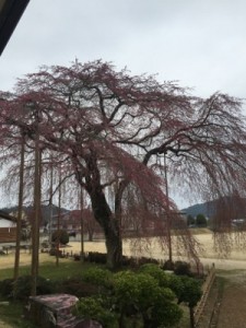 IMG_1197 (300x400)